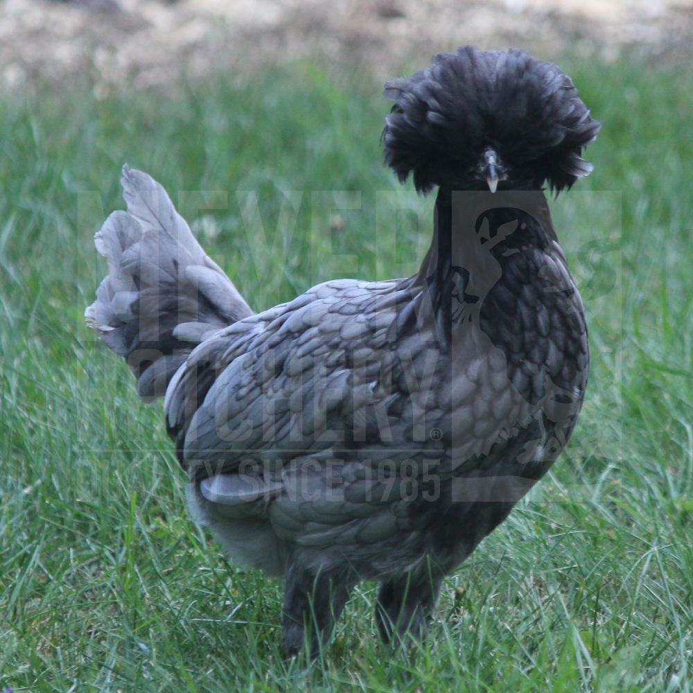 Blue (BB) Polish Day Old Chicks