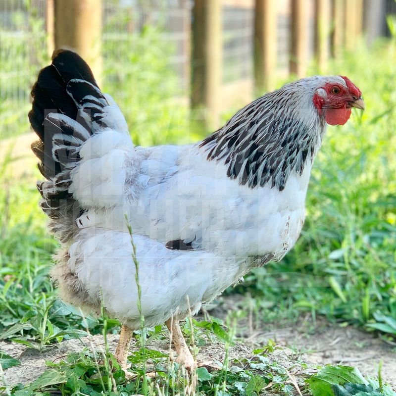 Columbian Wyandotte Day Old Chicks