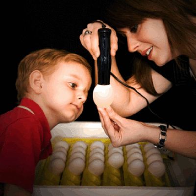 GQF 9046 Cool-Lite Egg Candler