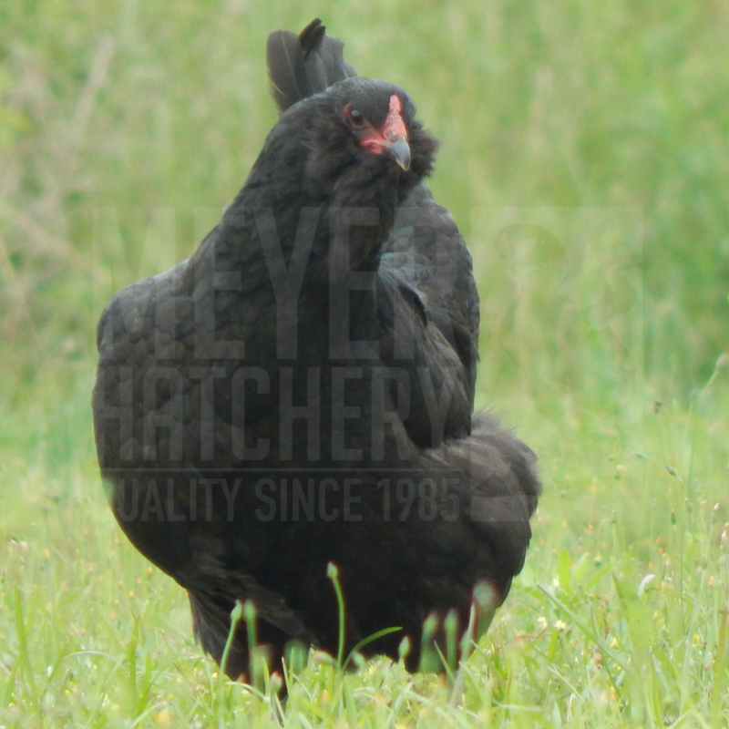 Black Ameraucana Day Old Chicks