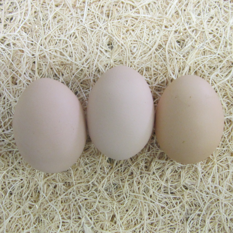 Cornish Cross Broiler Hatching Eggs