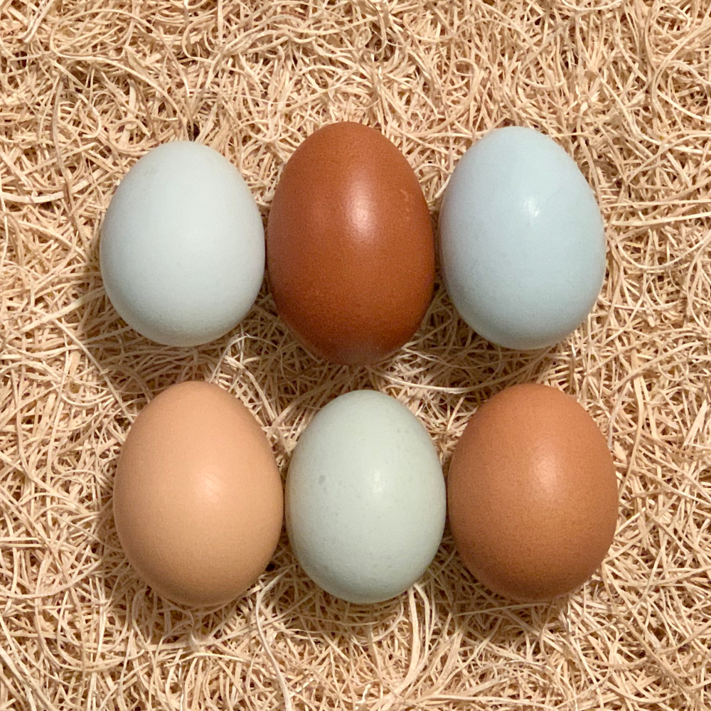 Olive Egger Hatching Eggs
