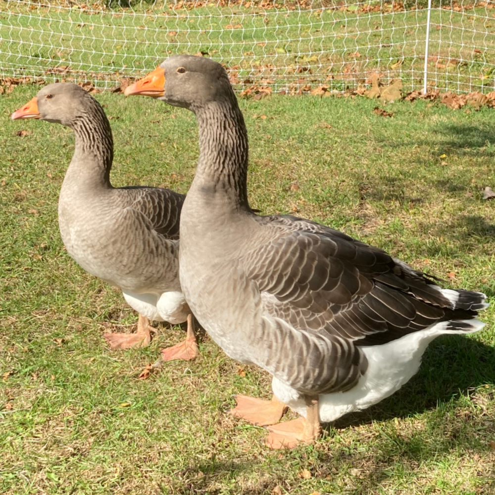 French Toulouse Day Old Goslings
