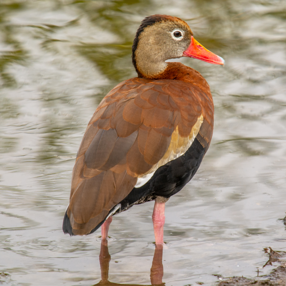 Black Bellied Whistling Duck Adult Pair
