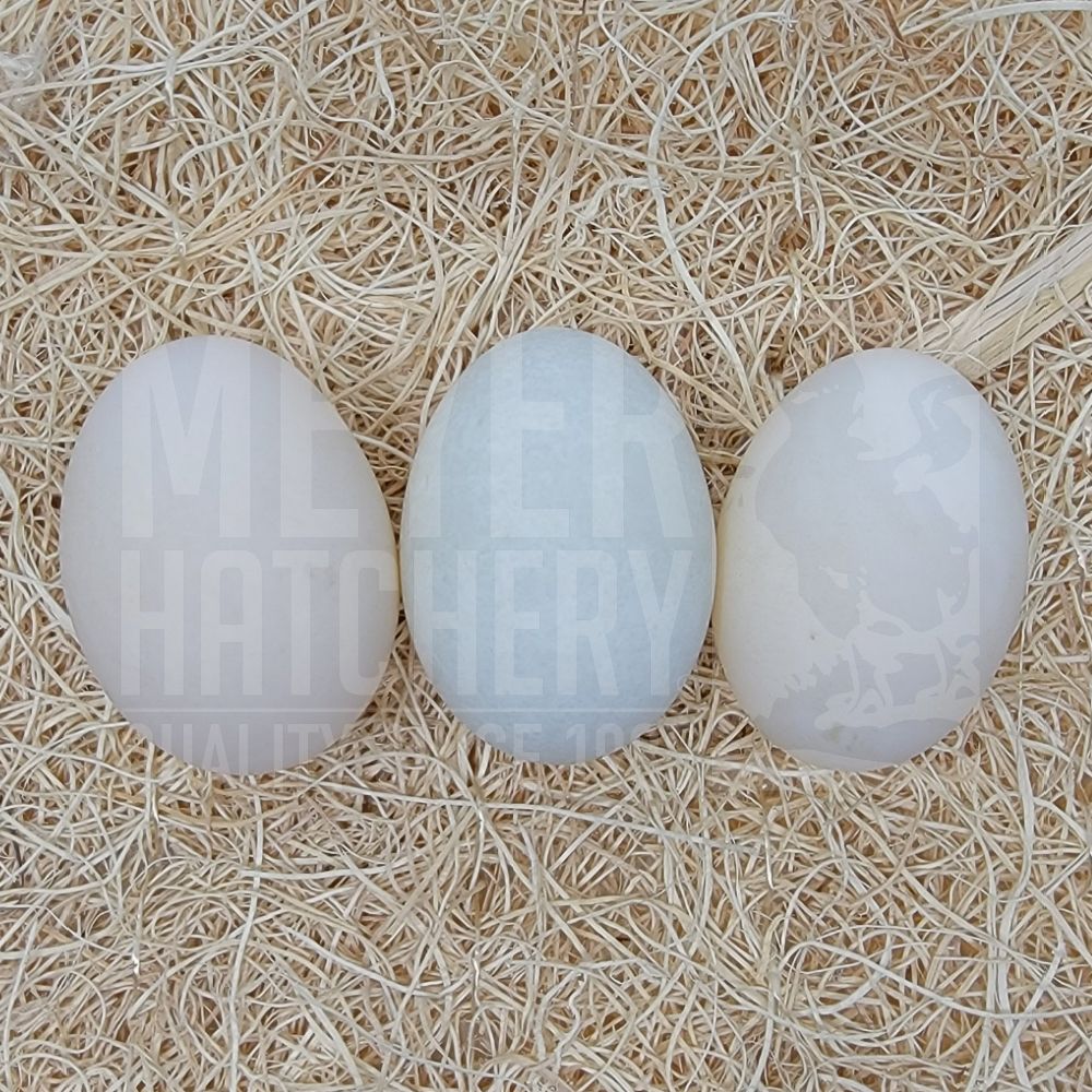 Chocolate Runner Duck Hatching Eggs