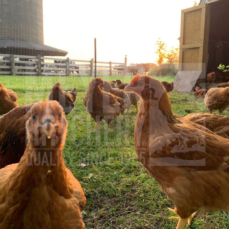Non-GMO Rainbow Ranger Broiler Day Old Chicks - Free Shipping