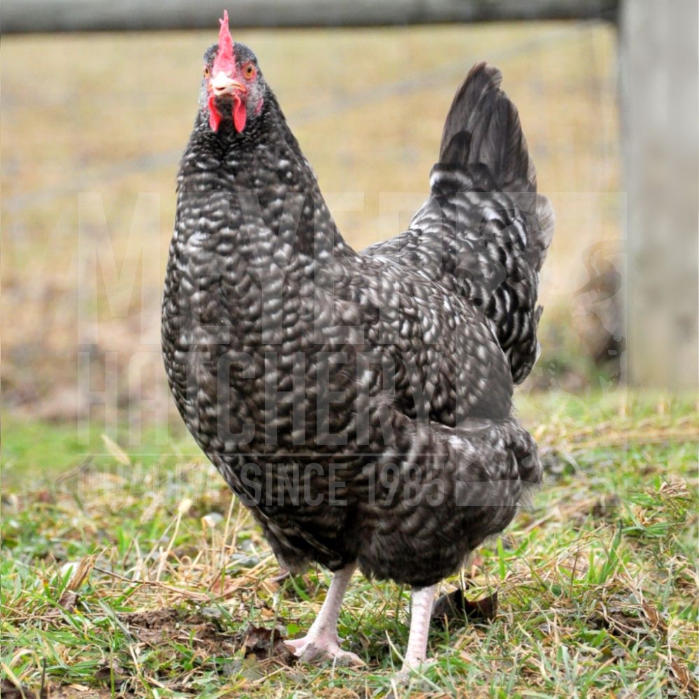 Cuckoo Marans Day Old Chicks