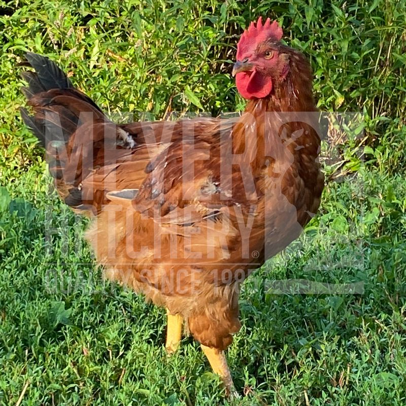 Red Broiler Day Old Chicks, Males Only - Free Shipping