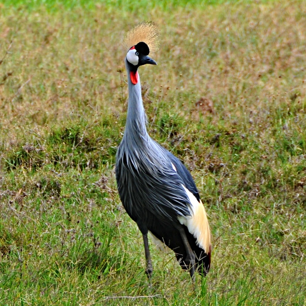 East African Crowned Crane