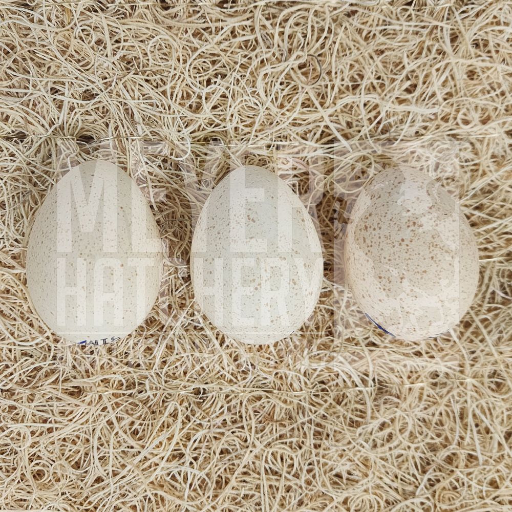 Meyer Hatchery&#39;s Signature Broad-Breasted White Turkey Hatching Eggs