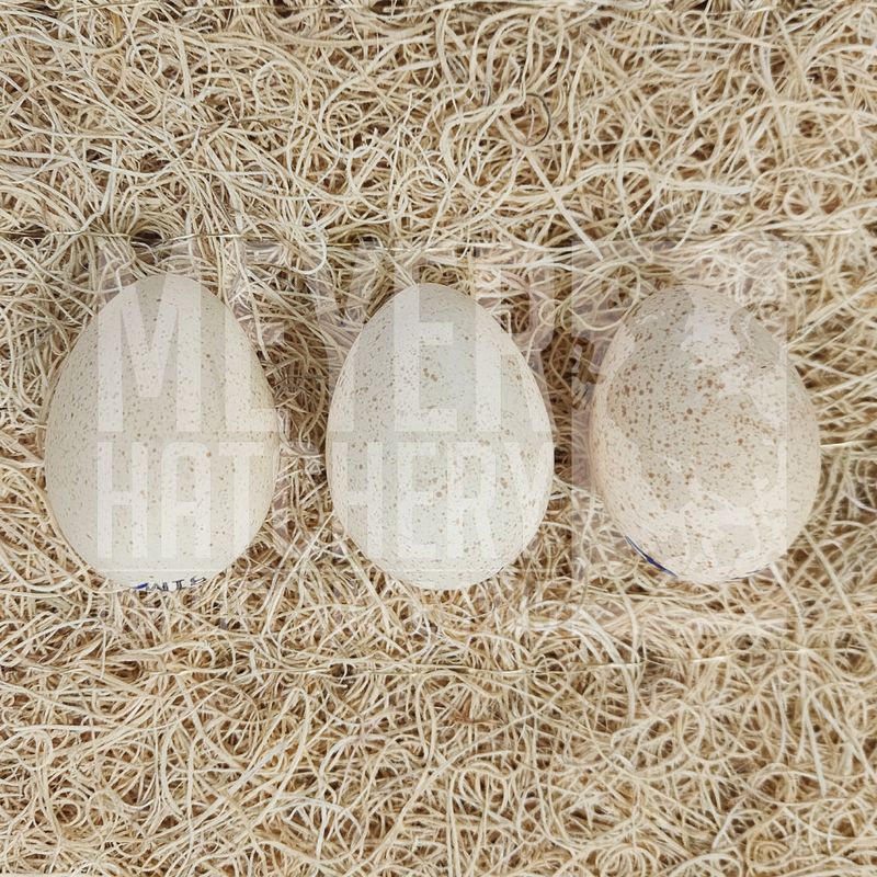Meyer Hatchery&#39;s Signature Broad-Breasted White Turkey Hatching Eggs