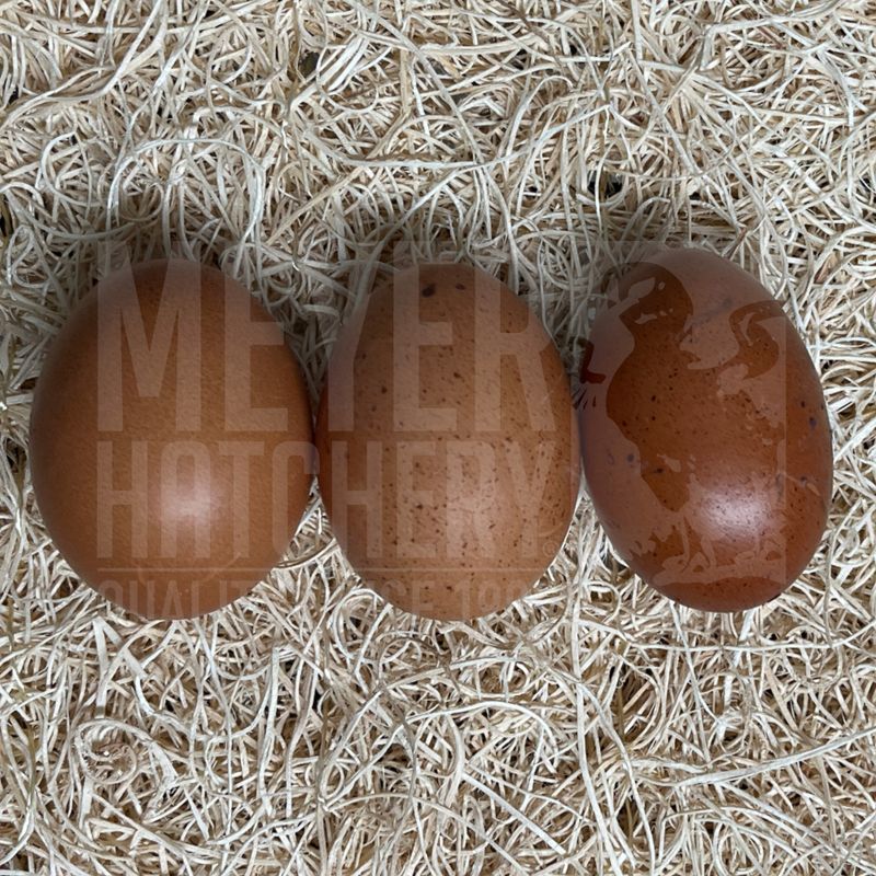 Black Copper Marans Hatching Eggs