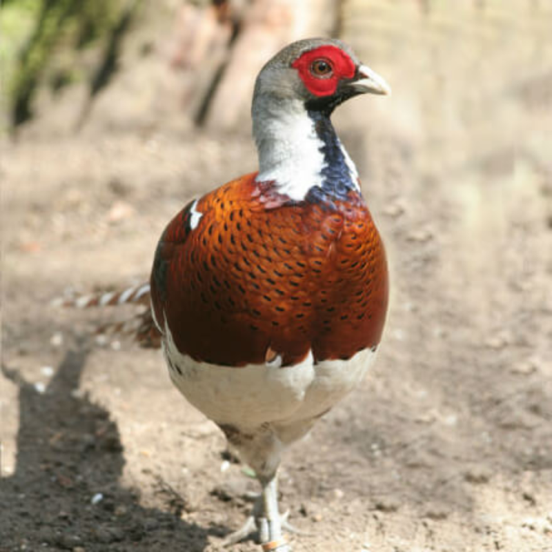Elliot&#39;s Pheasant Juvenile Pair
