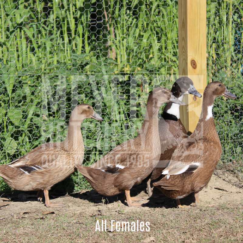 Hatchery Choice Layer Day Old Ducklings