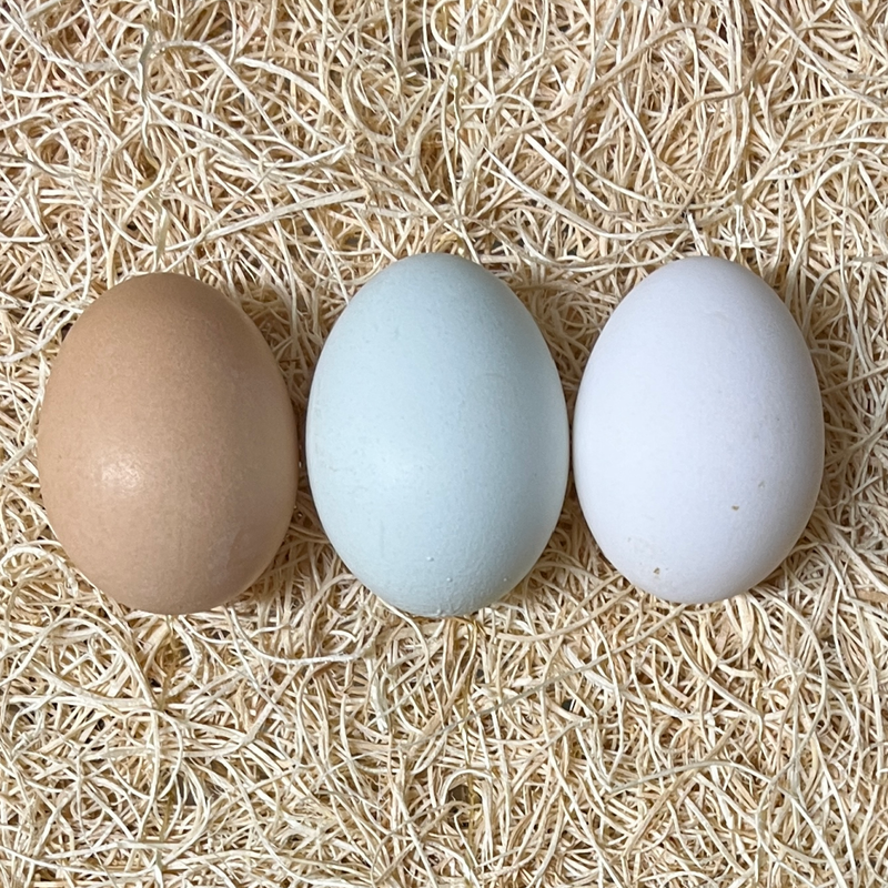 Green Queen Hatching Eggs
