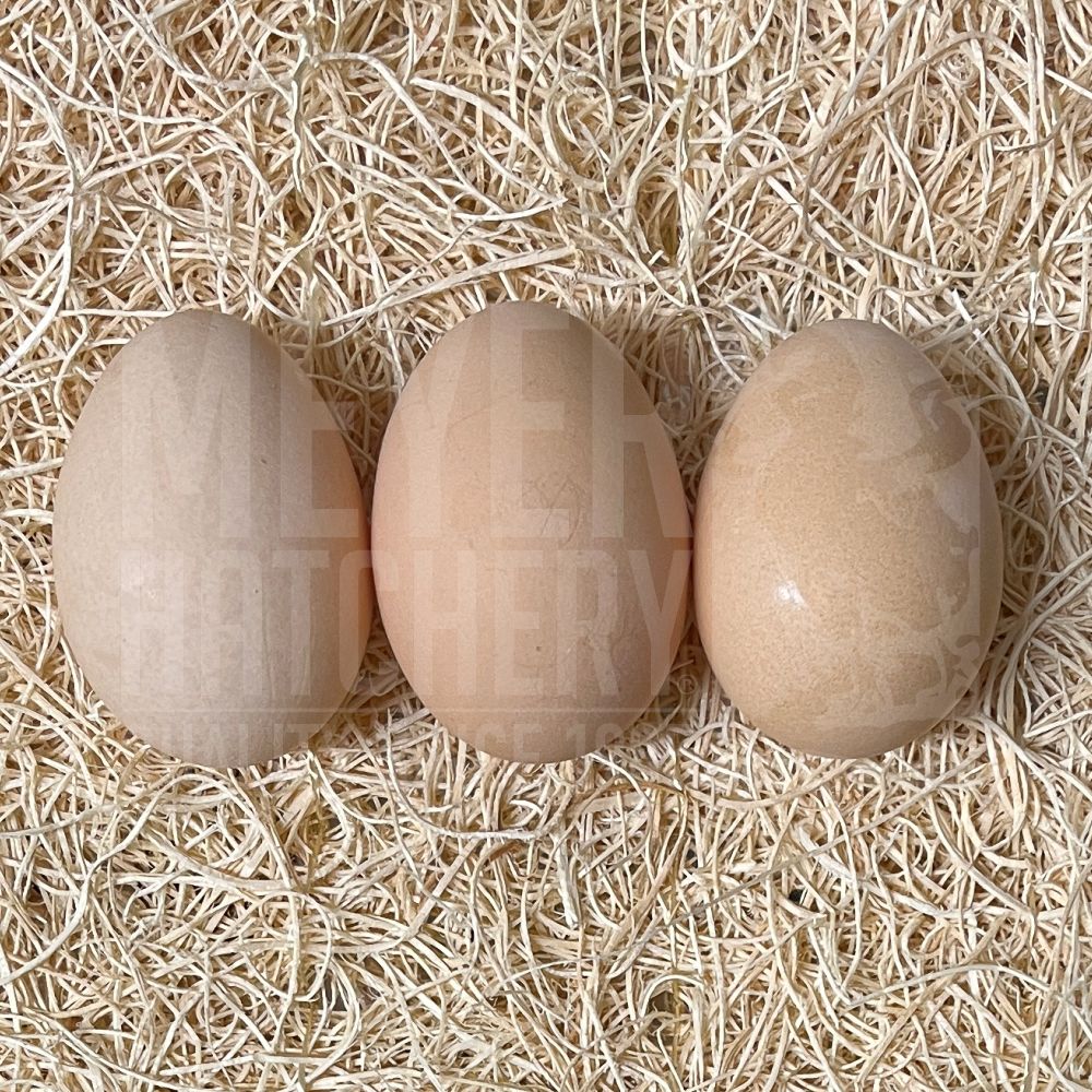 Buckeye Hatching Eggs