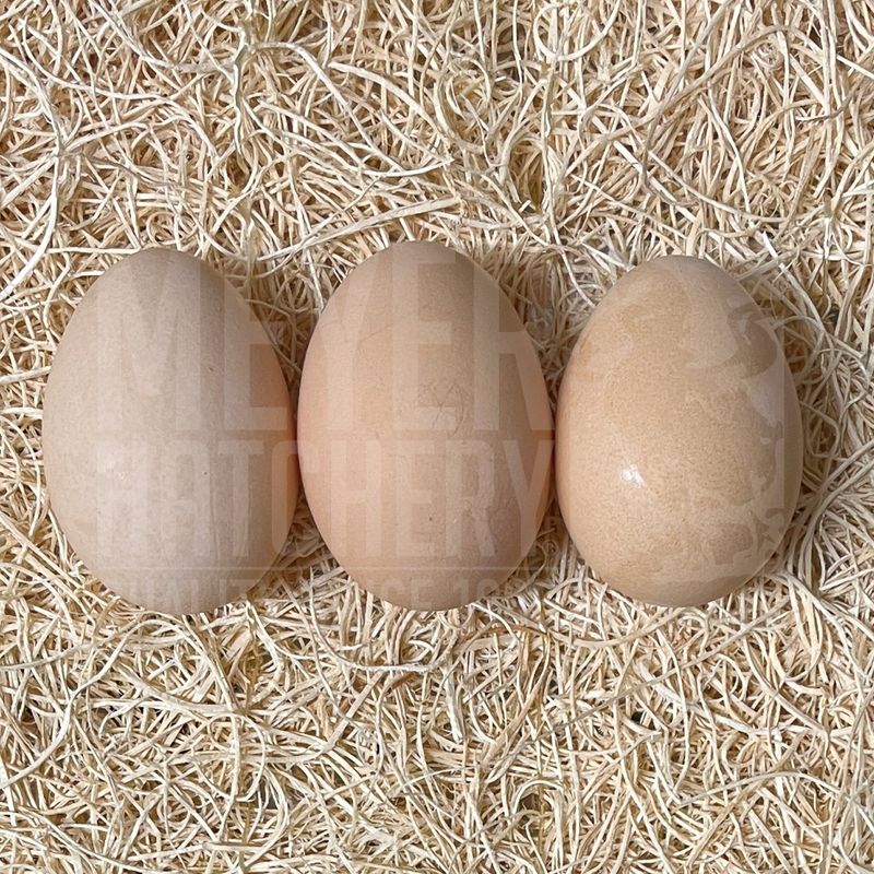 Buckeye Hatching Eggs