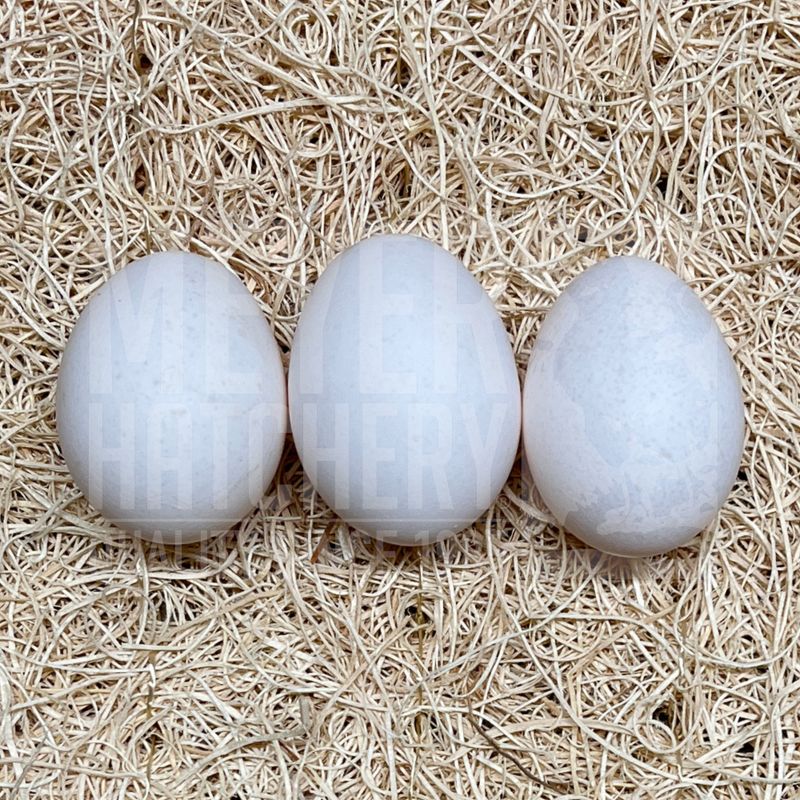 Blue (BBS) Andalusian Hatching Eggs