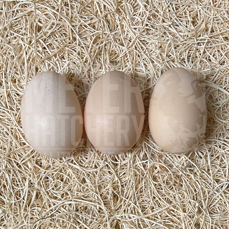 Buff Brahma Bantam Hatching Eggs