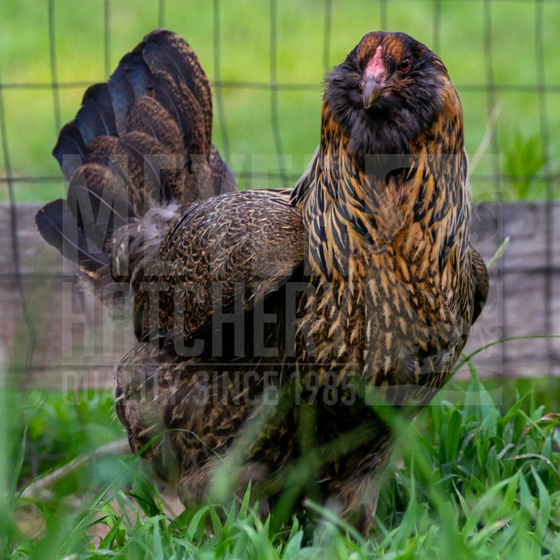 Easter Egger Day Old Chicks
