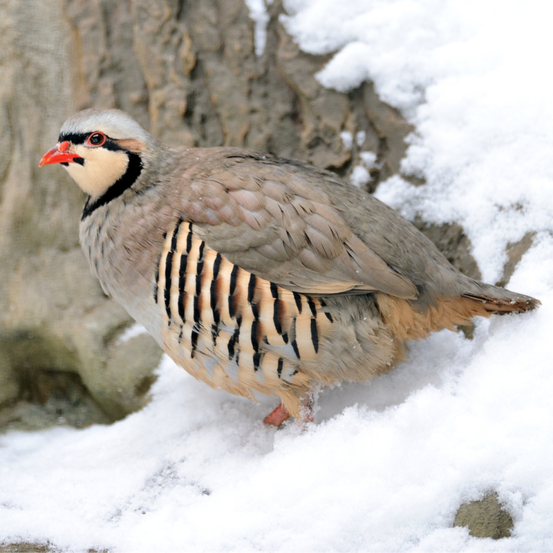 Chukar Partridge Day Old Chicks