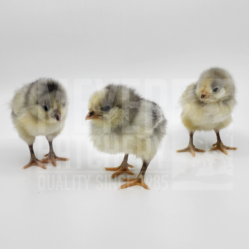 Steele Egger Bantam Day Old Chicks