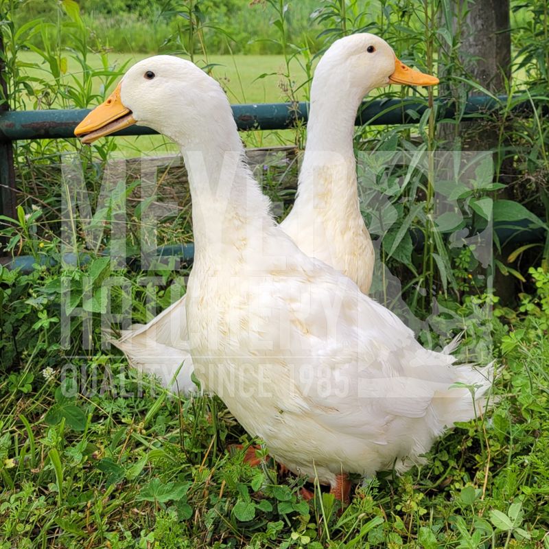 Duclair Day Old Ducklings