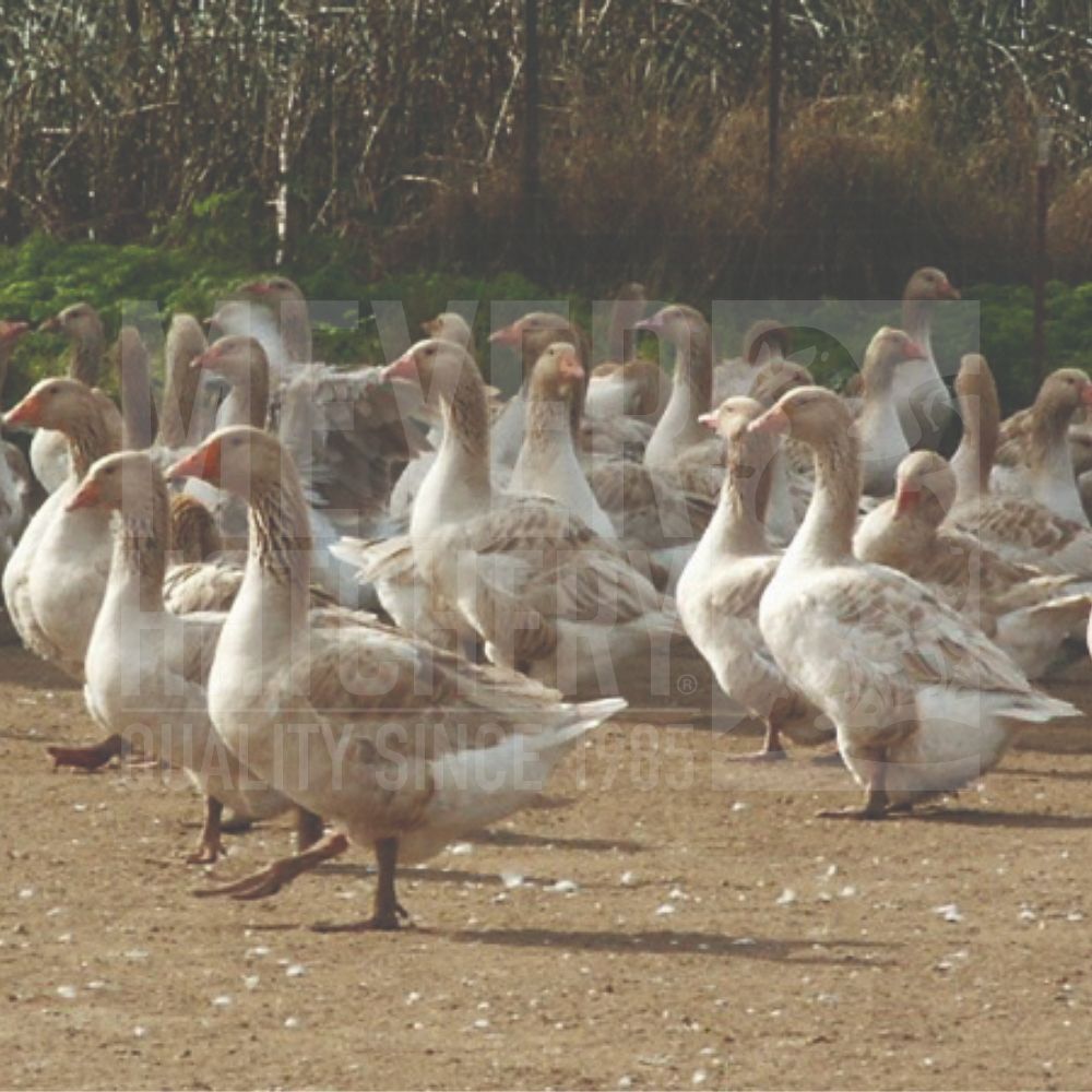 Buff Day Old Goslings