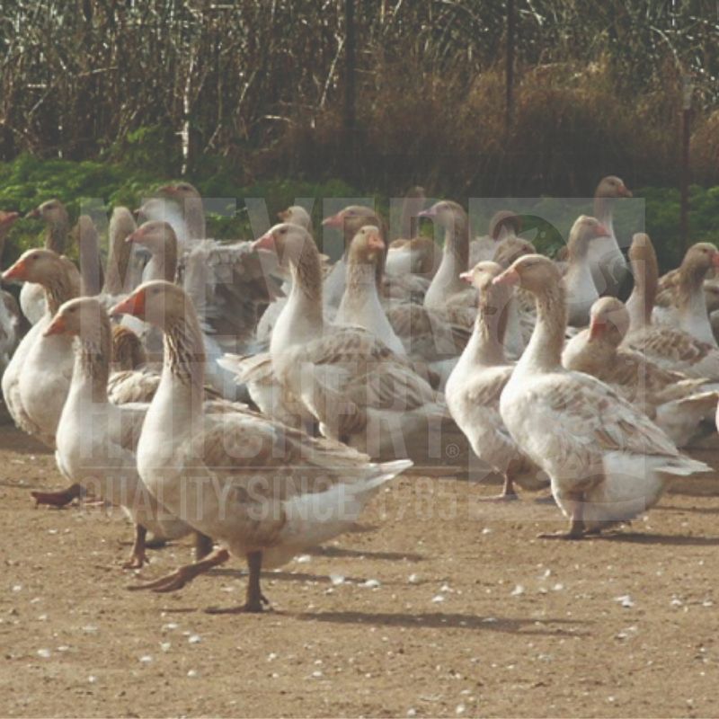 Buff Day Old Goslings
