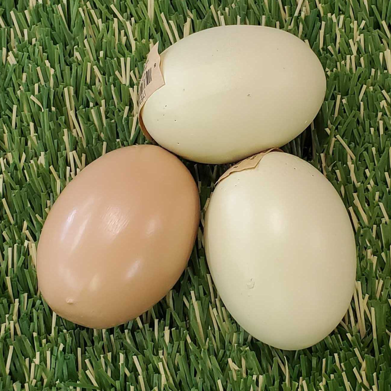 Wooden Eggs