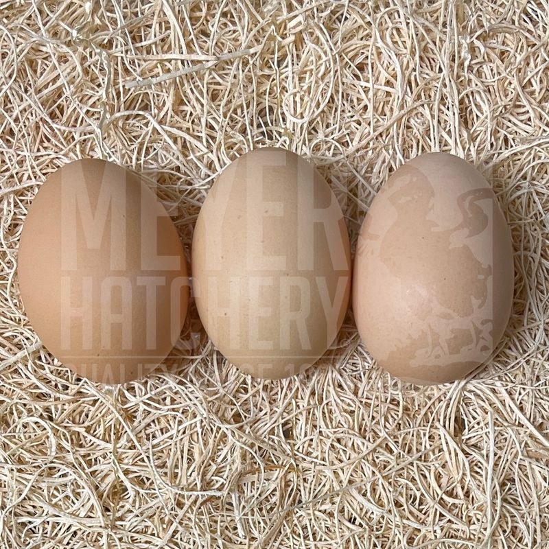 Light Brahma Hatching Eggs