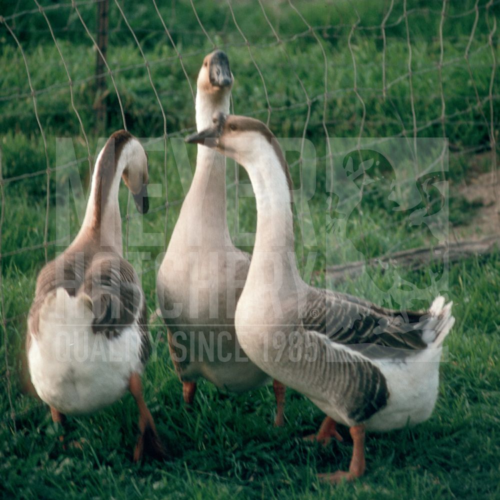 African Day Old Goslings
