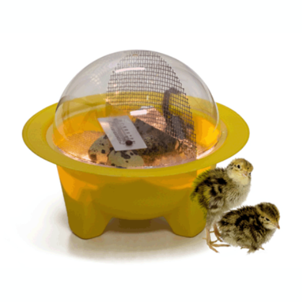 GQF Chick-Bator Incubator