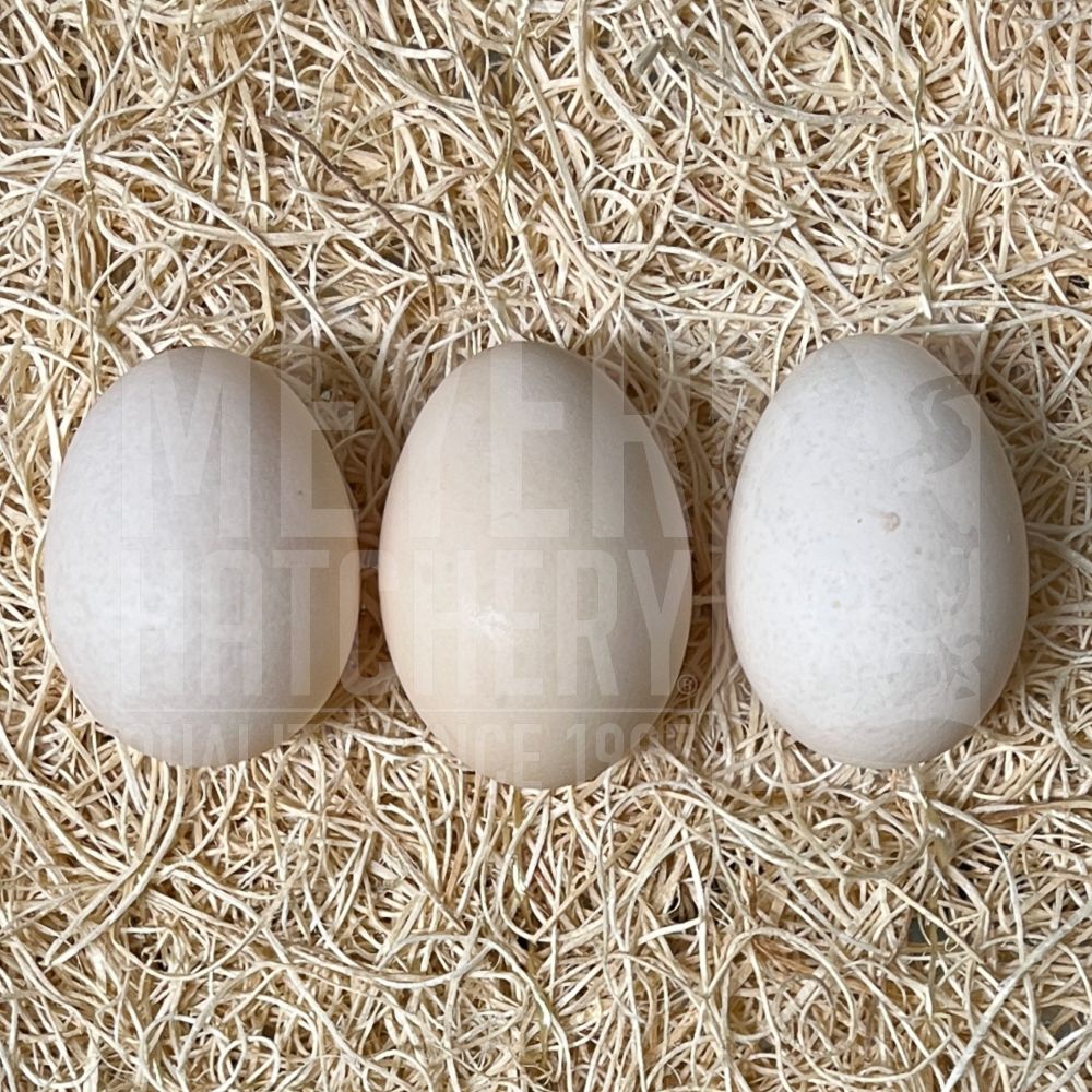 Mottled Cochin Bantam Hatching Eggs