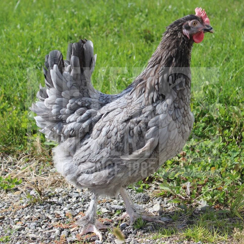 Blue (BBS) Birchen Marans Day Old Chicks