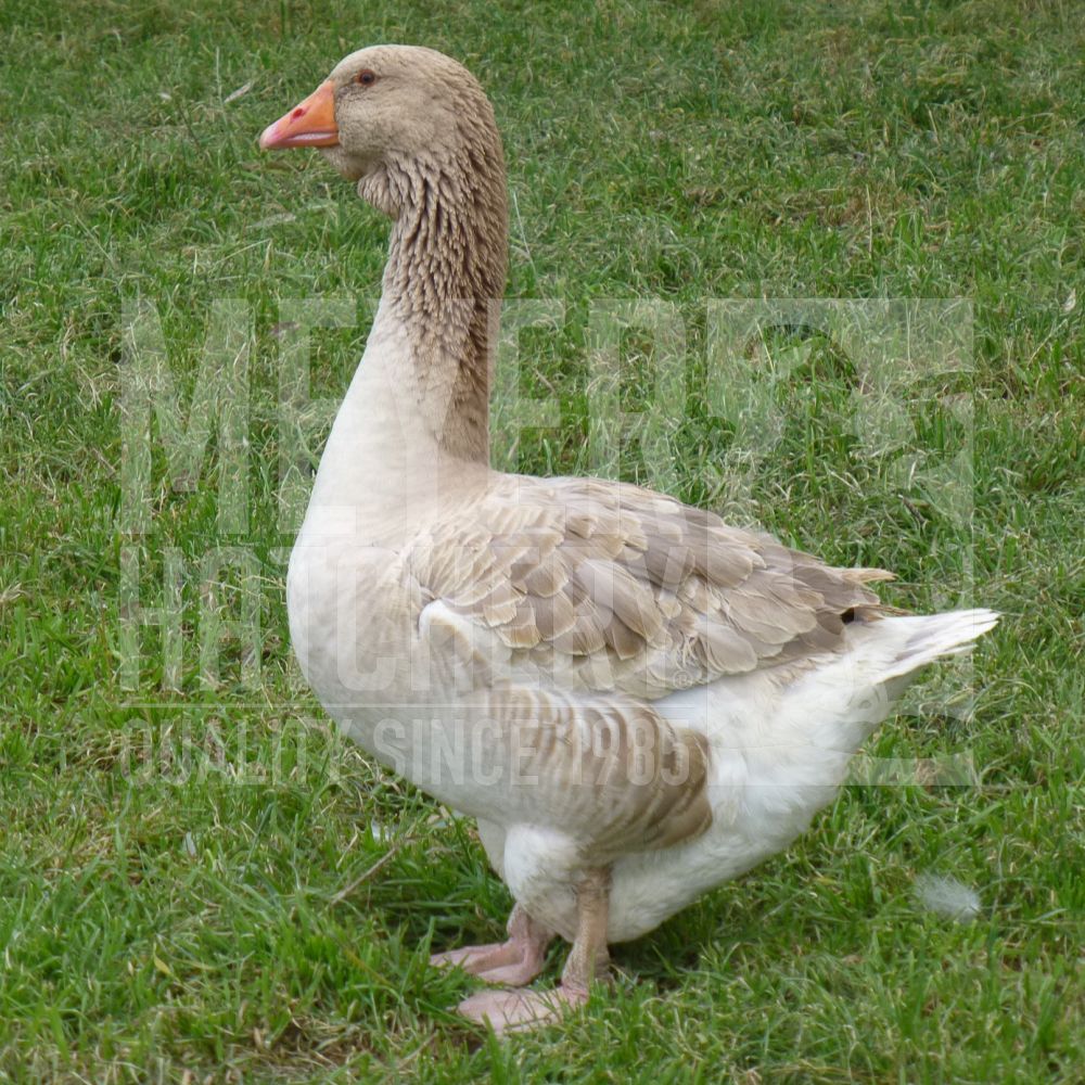 Buff Toulouse Day Old Goslings