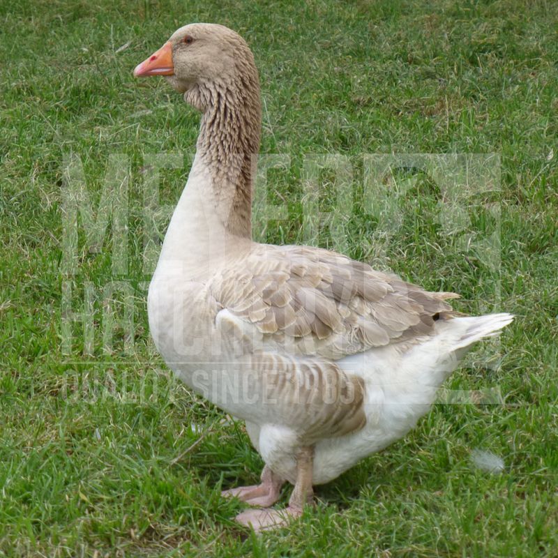 Buff Toulouse Day Old Goslings