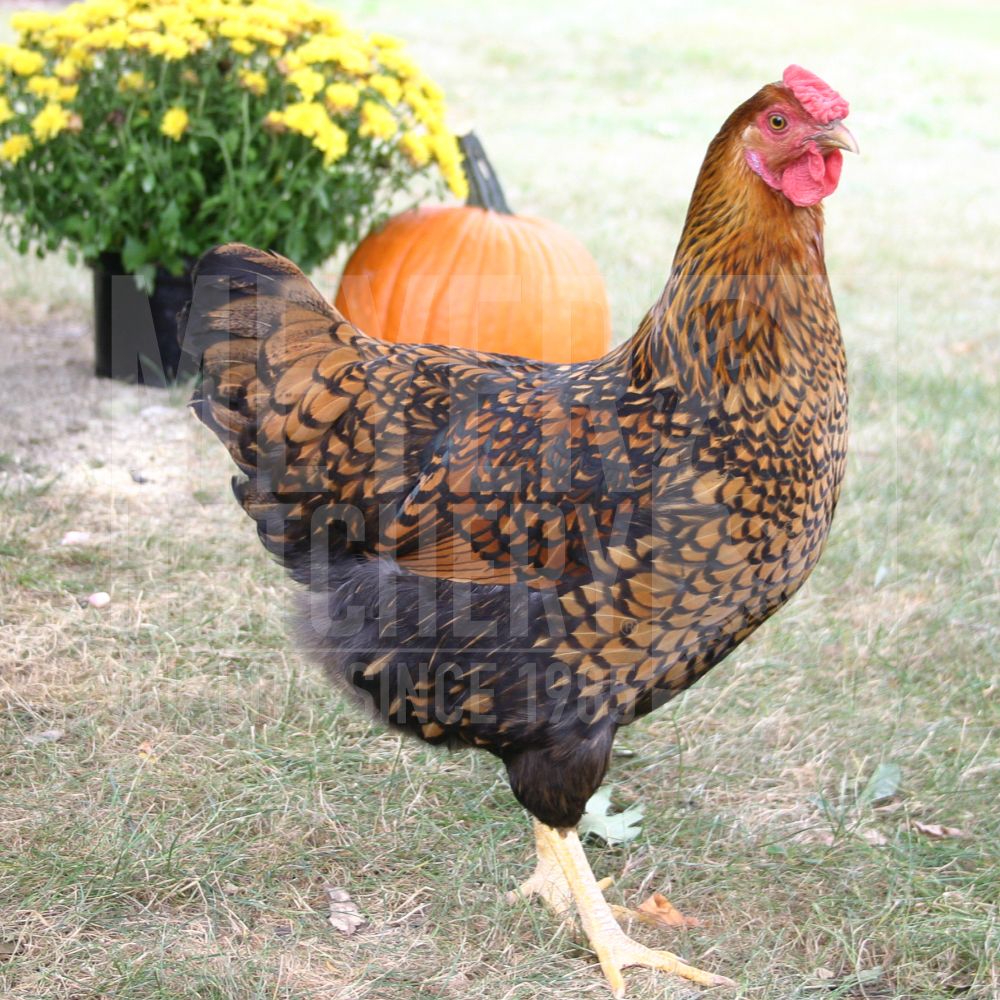 Golden Laced Wyandotte Day Old Chicks