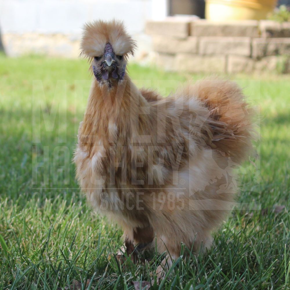 Buff Silkie Bantam Day Old Chicks