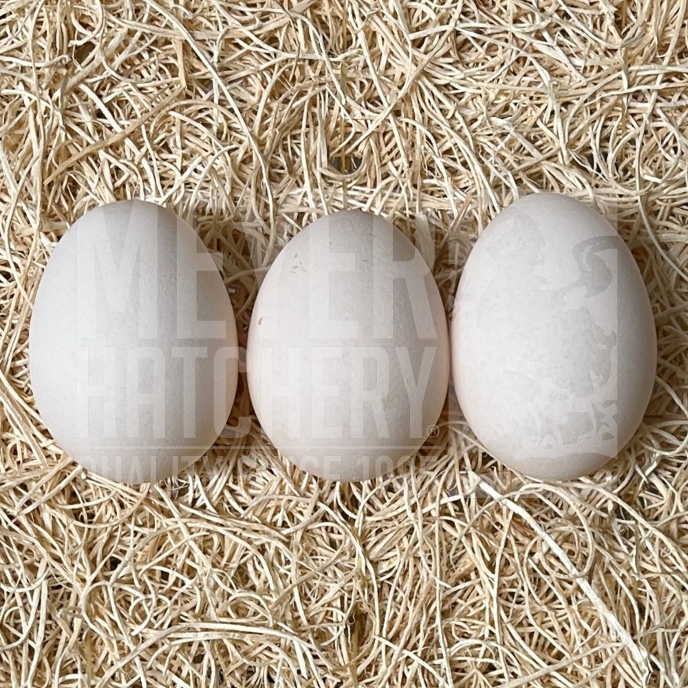 Porcelain Belgian Bearded d&#39;Uccle Bantam Hatching Eggs