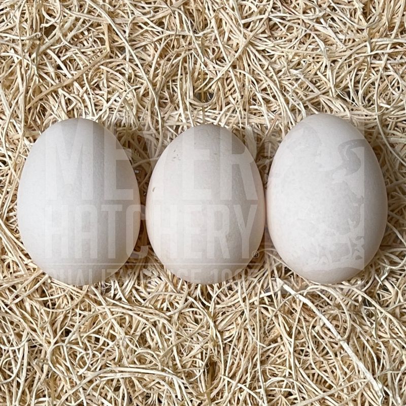 Porcelain Belgian Bearded d&#39;Uccle Bantam Hatching Eggs