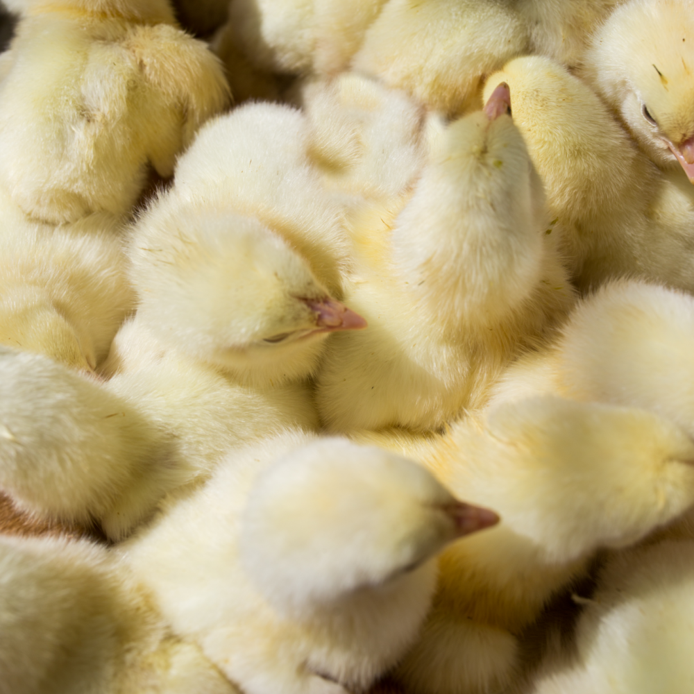 Coccidiosis Spray