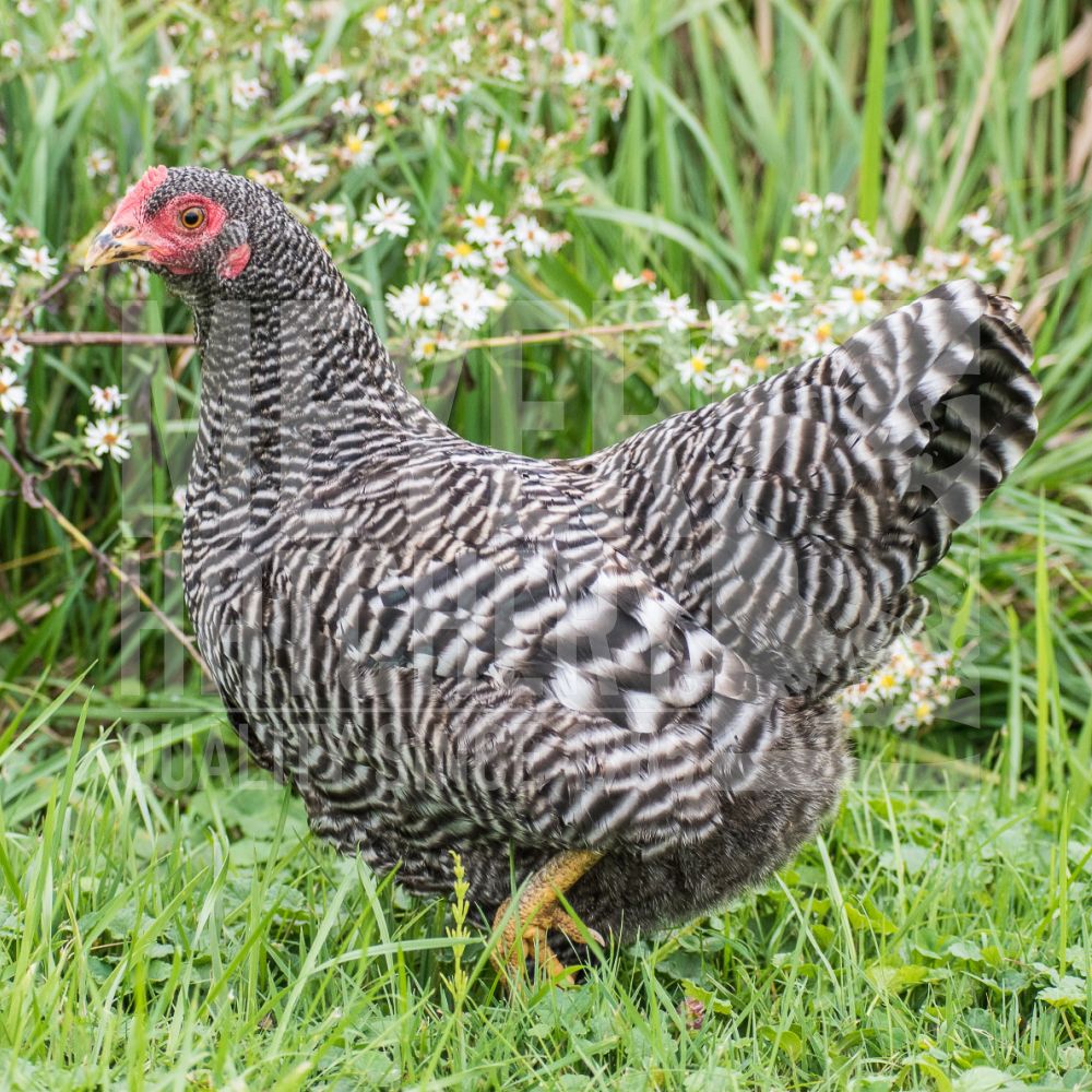 Barred Plymouth Rock Bantam Day Old Chicks