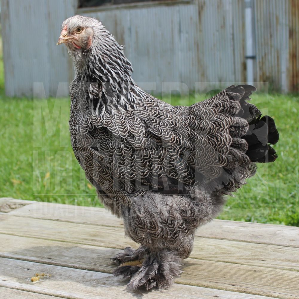 Dark Brahma Day Old Chicks