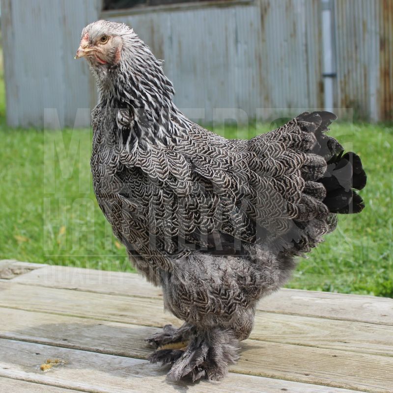 Dark Brahma Day Old Chicks