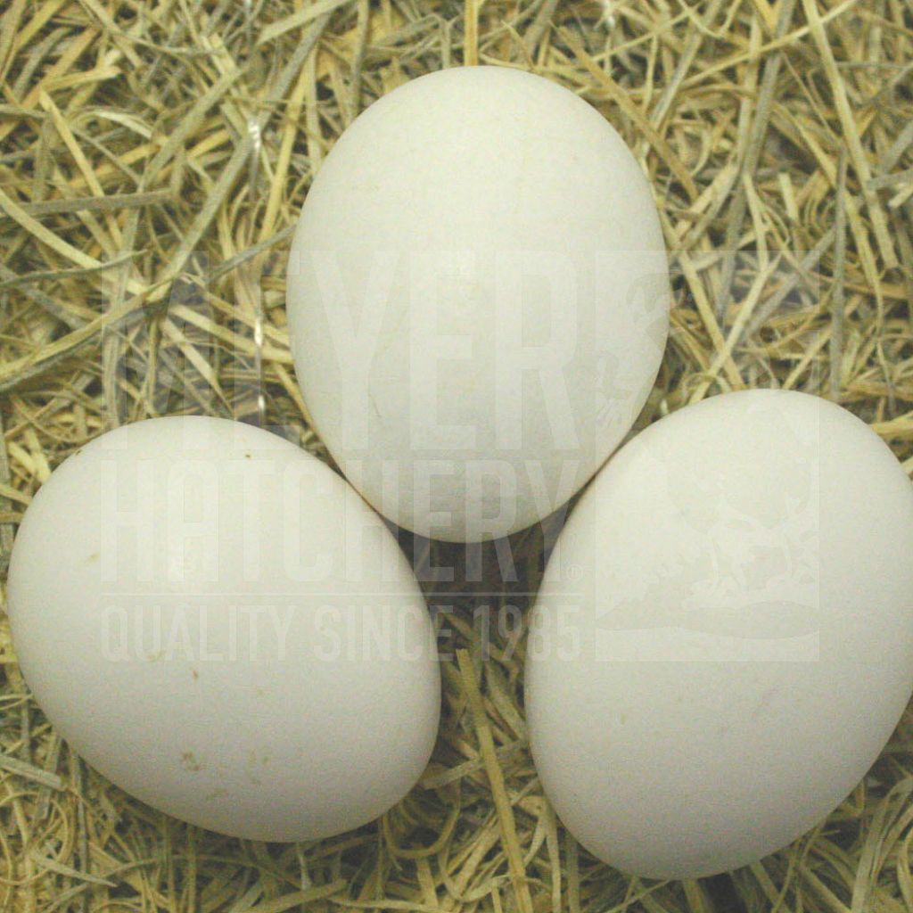 White Leghorn Hatching Eggs