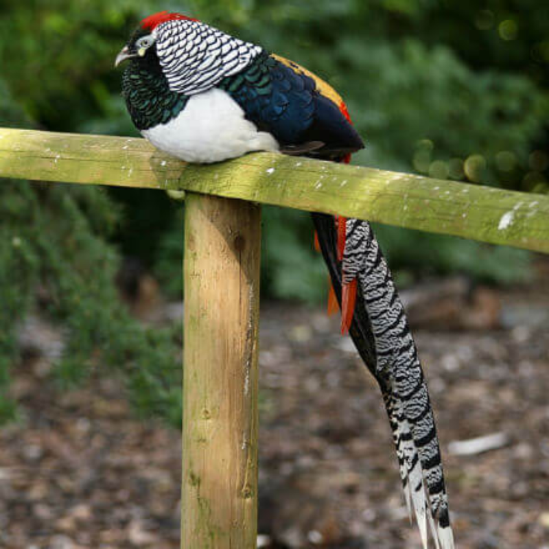 Lady Amherst&#39;s Pheasant Adult Pair