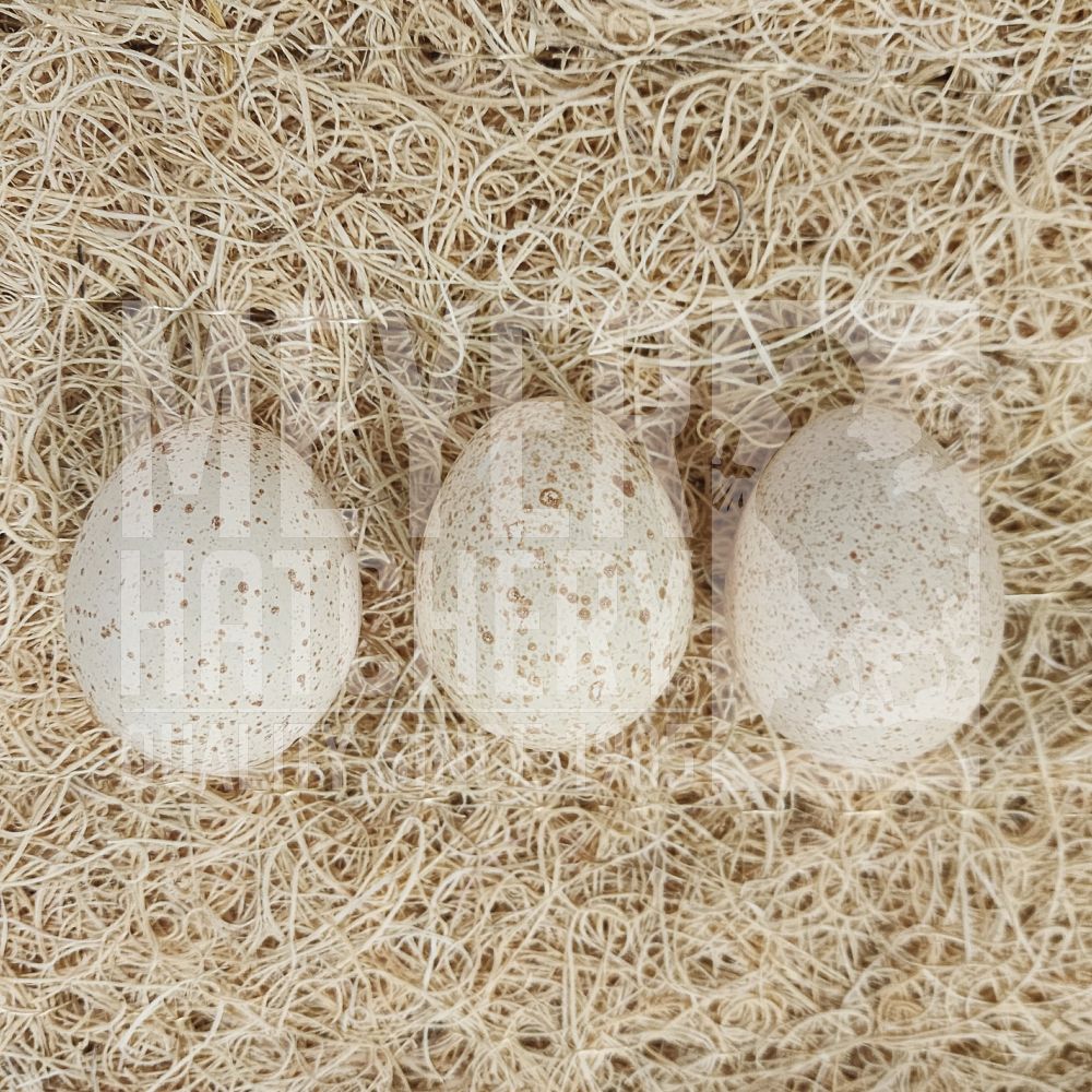 Meyer Hatchery&#39;s Signature Broad Breasted Black Turkey Hatching Eggs