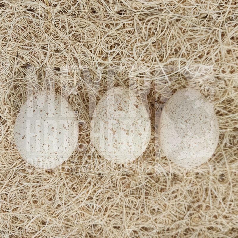 Meyer Hatchery&#39;s Signature Broad Breasted Black Turkey Hatching Eggs