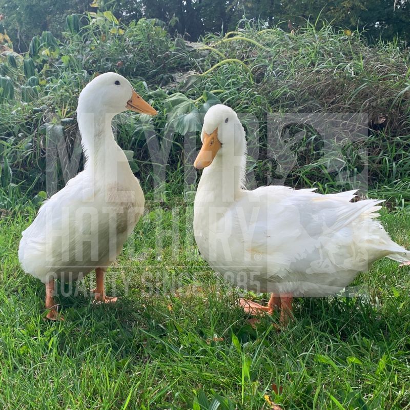 Jumbo Pekin Day Old Ducklings